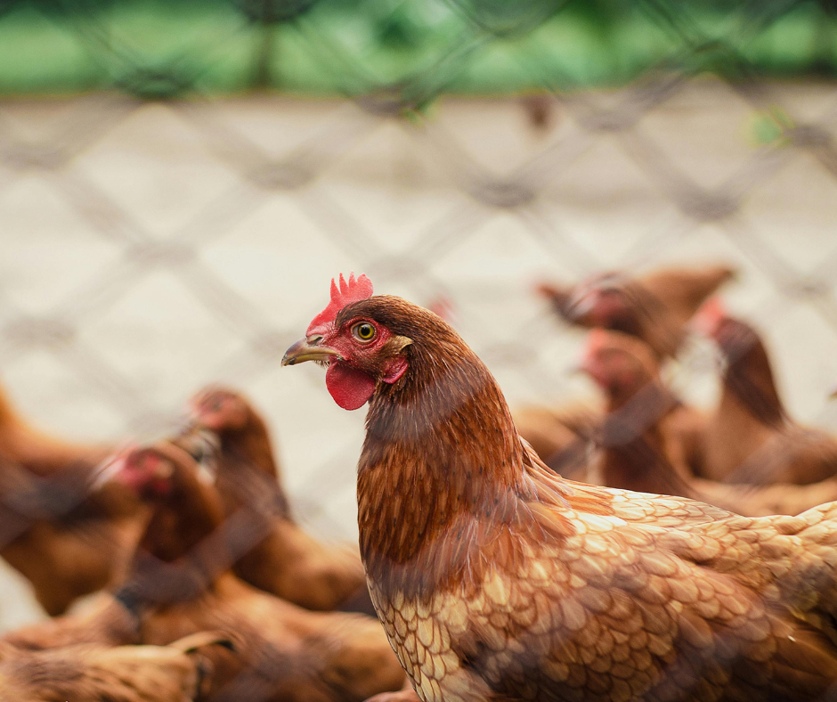 Poultry Products